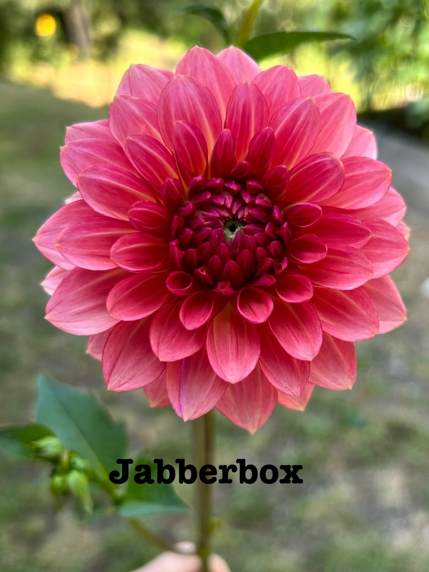Jabberbox