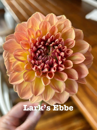 Lark's Ebbe