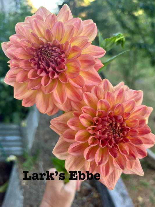 Lark's Ebbe