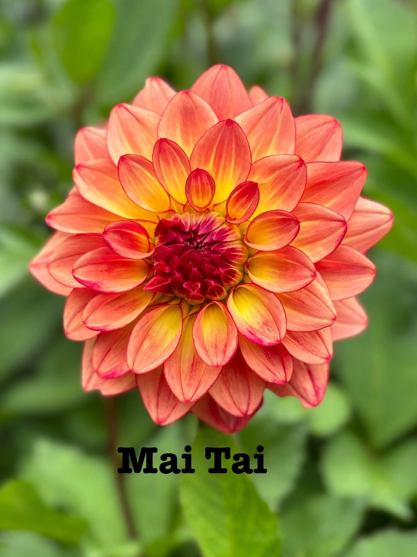 Mai Tai