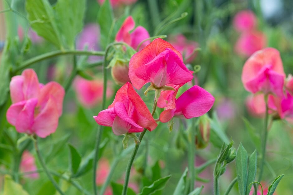 Sweet Pea Miss Willmott