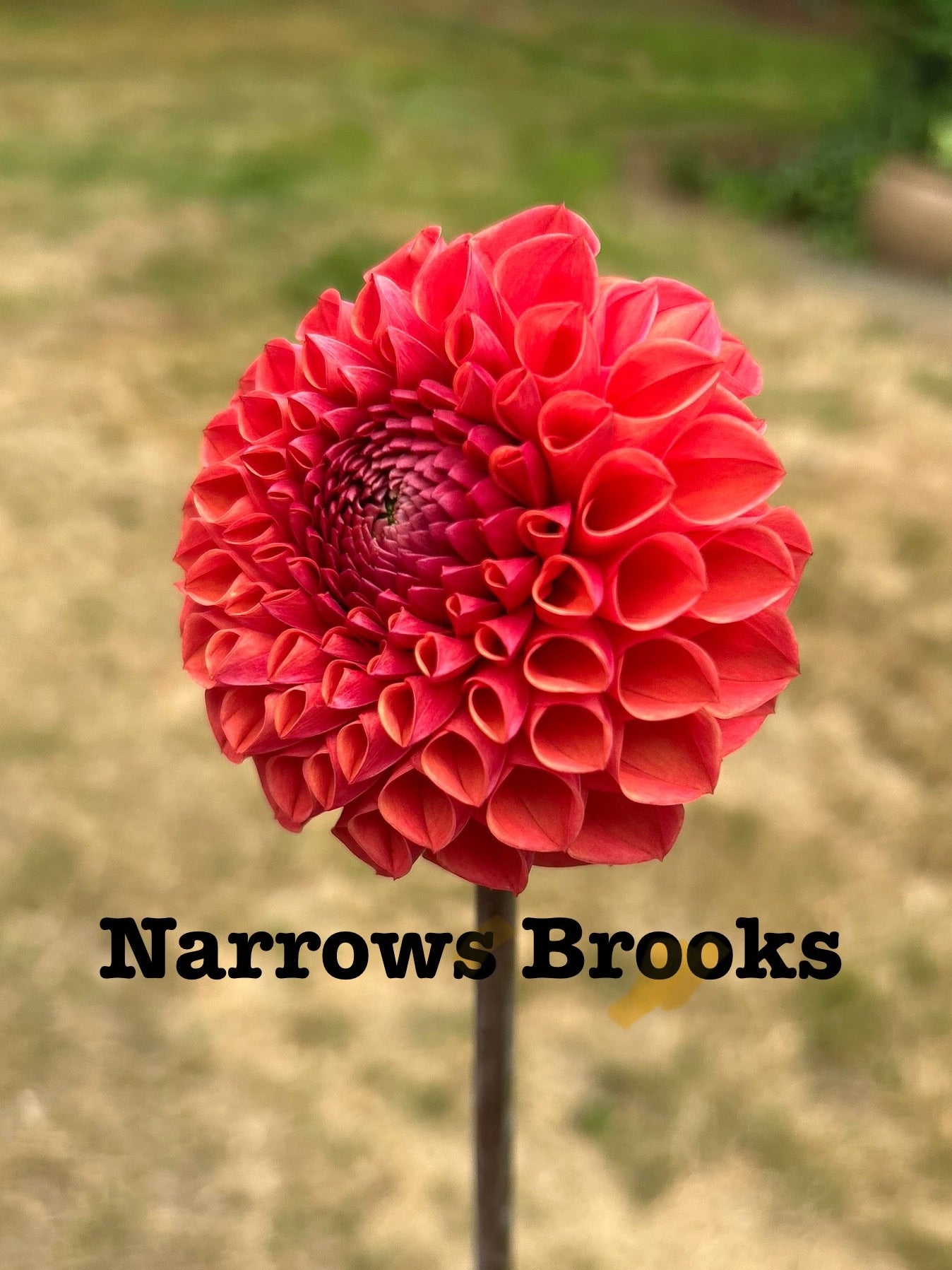 Narrows Brooks