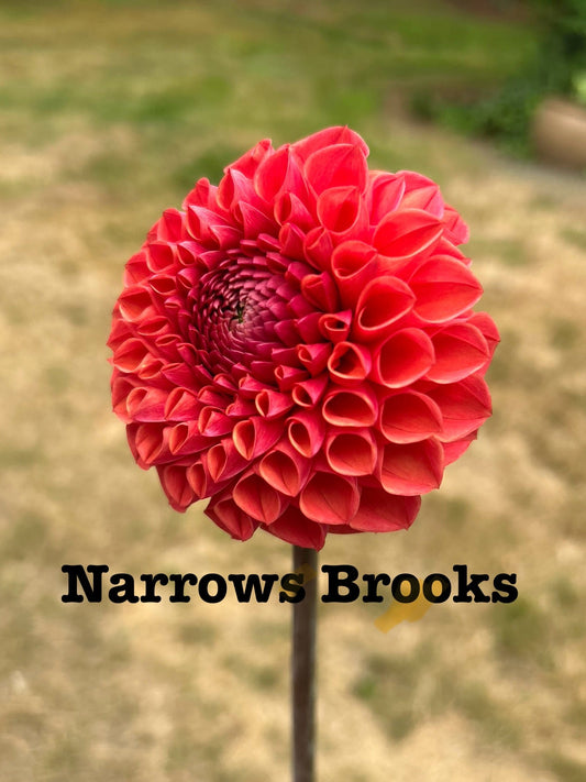Narrows Brooks