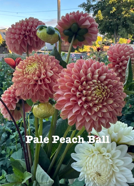 Pale Peach Ball (NOID)