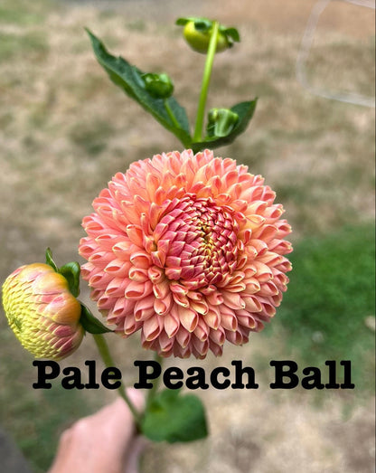 Pale Peach Ball (NOID)