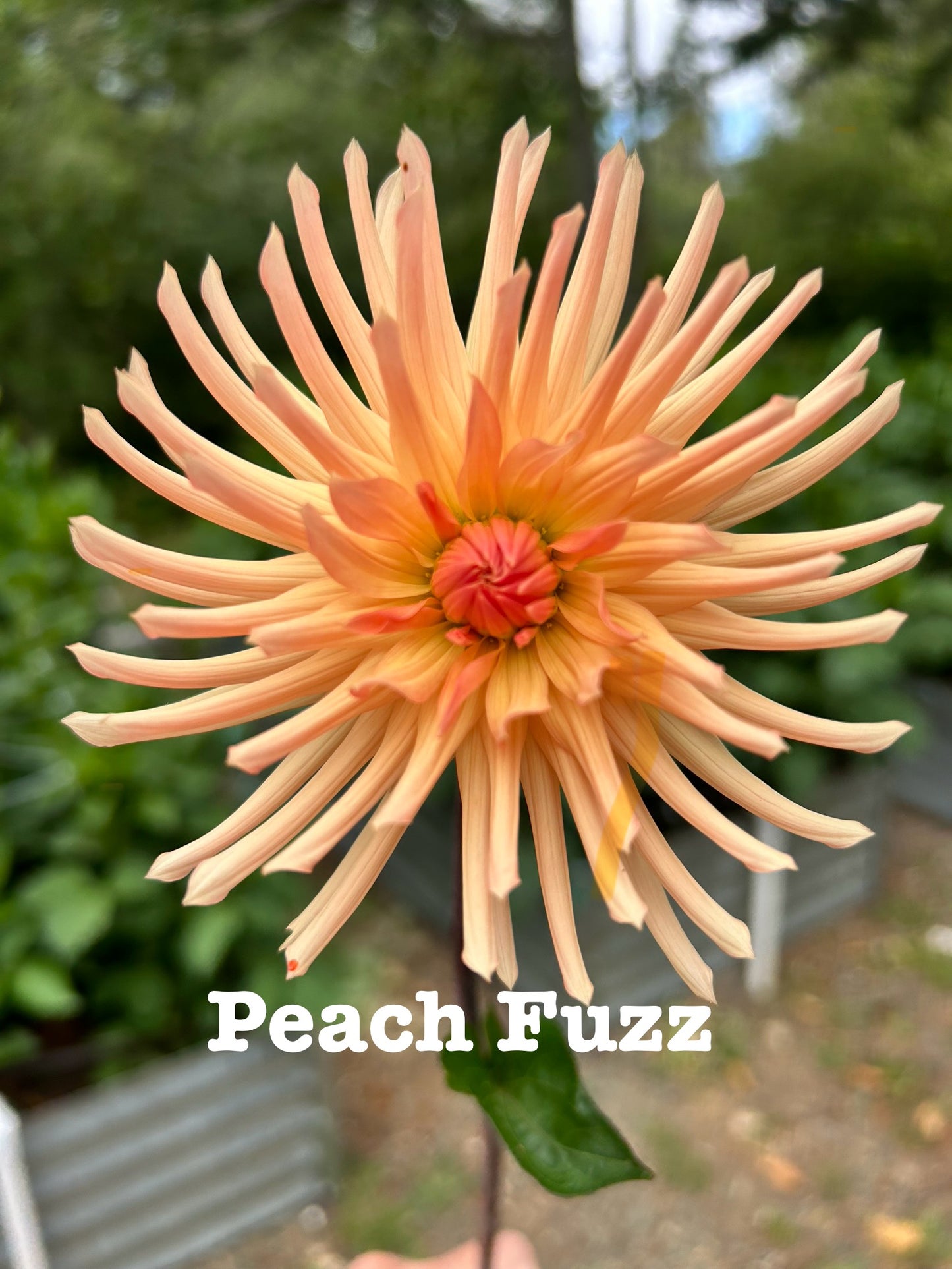 Peach Fuzz