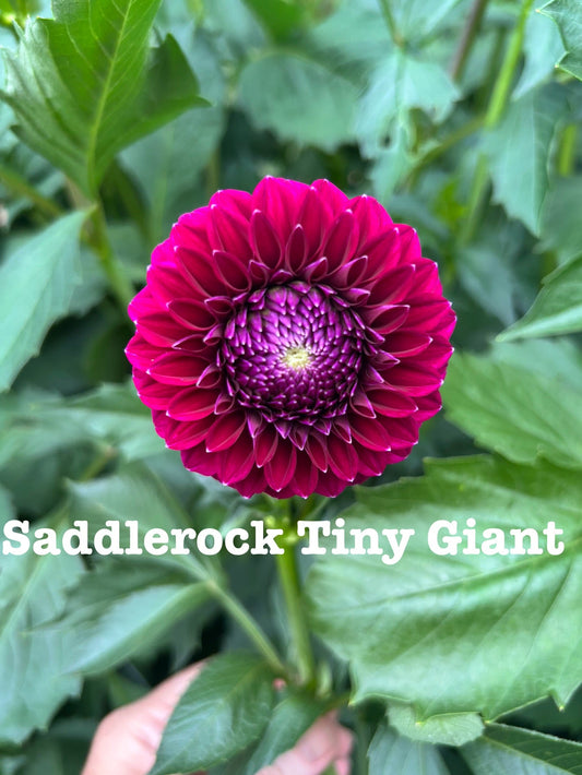 Saddlerock Tiny Giant