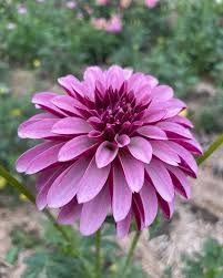 Salish Twilight Girl