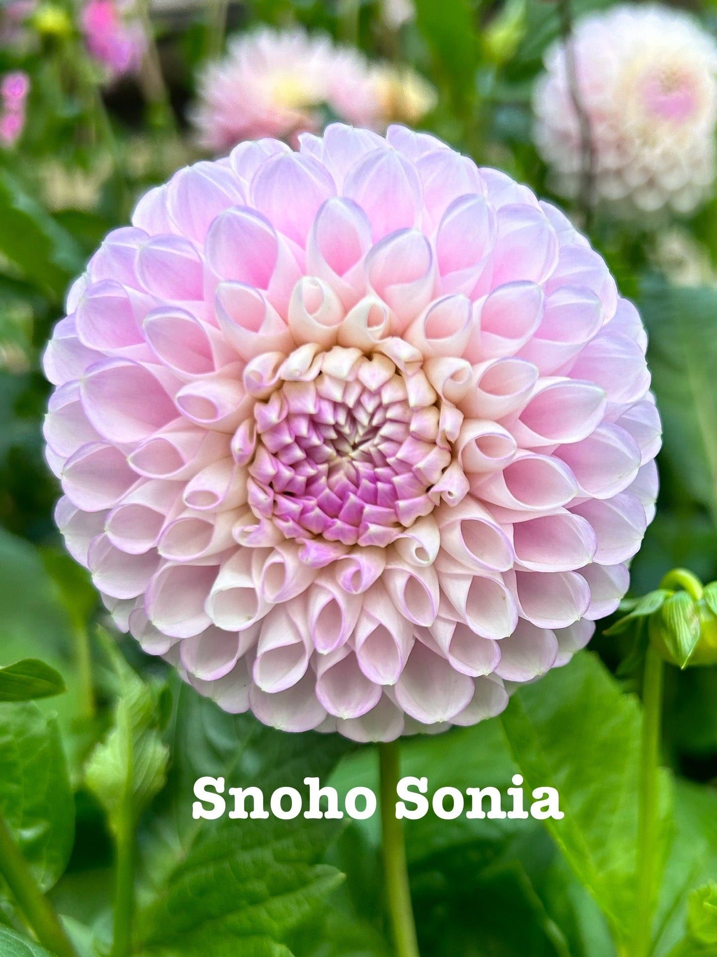 Snoho Sonia