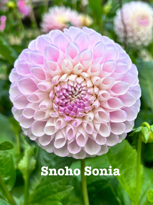 Snoho Sonia