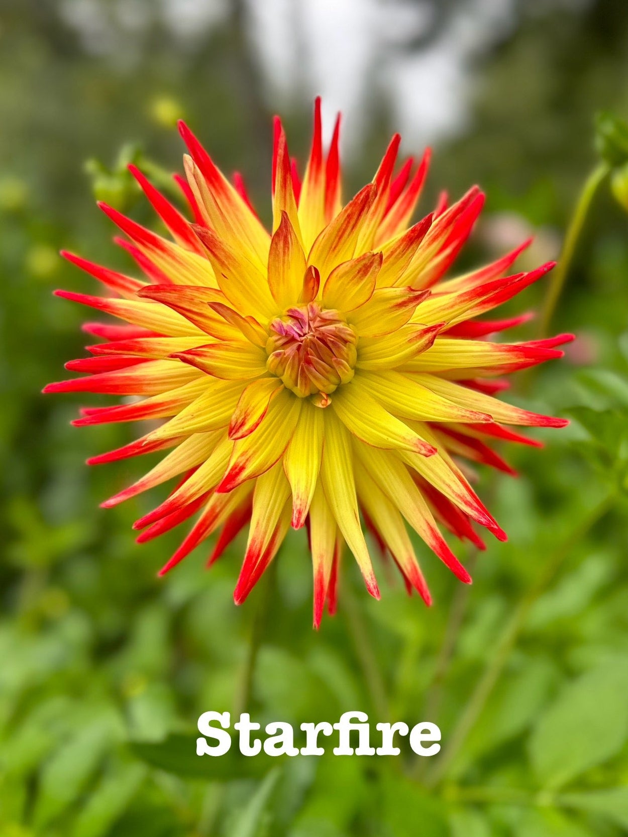 Orange/Yellow Cactus (NOID)