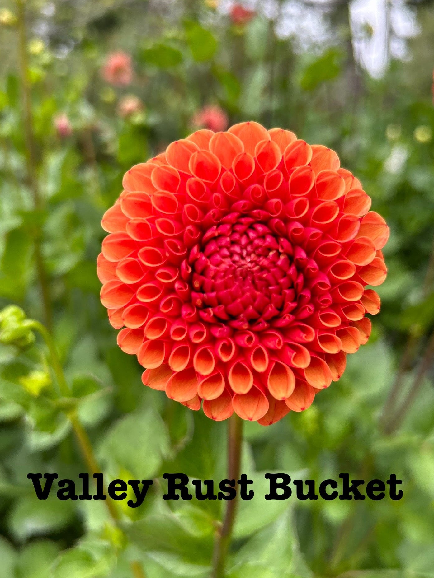 Valley Rust Bucket